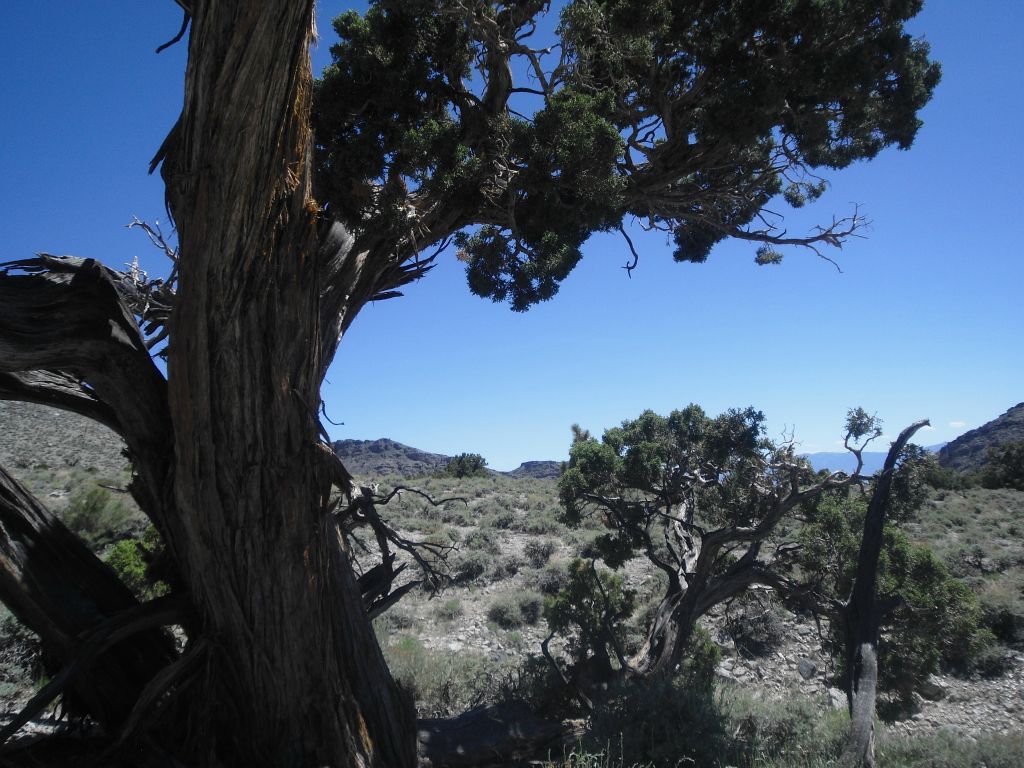 A shady tree which I took refuge under.  The heat had become a serious factor at this point and shade was extremely precious: