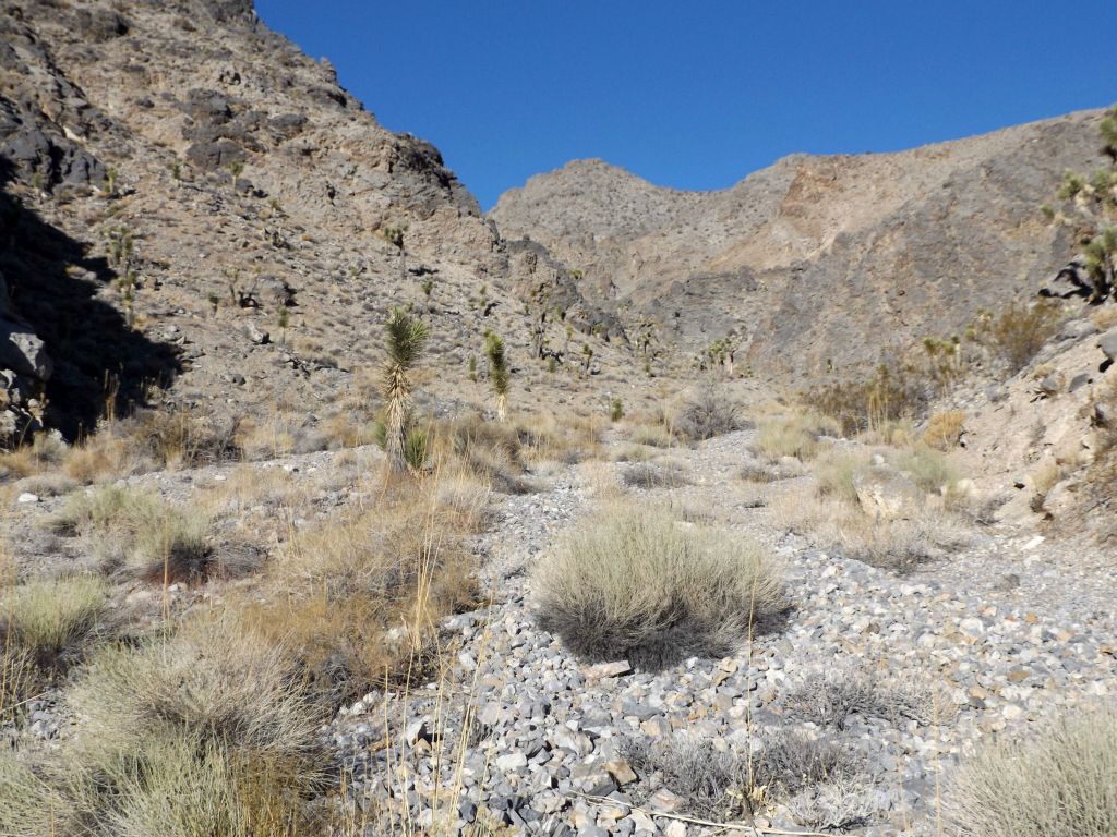 Both the canyon wash and the hillsides were covered by Joshua trees in abundance: