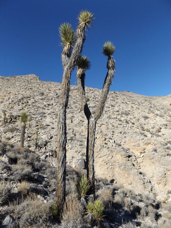 Twin Joshua trees that both have "V" shaped branches:
