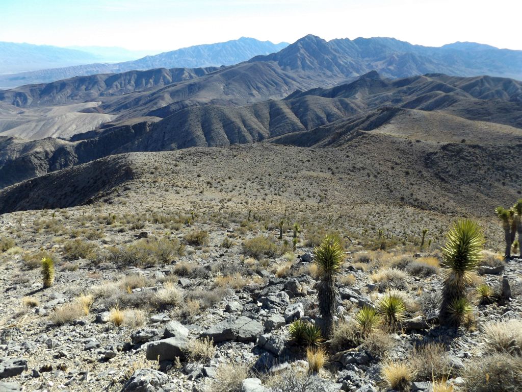 Looking down at the Joshua trees dotting the steep slopes of P6980: