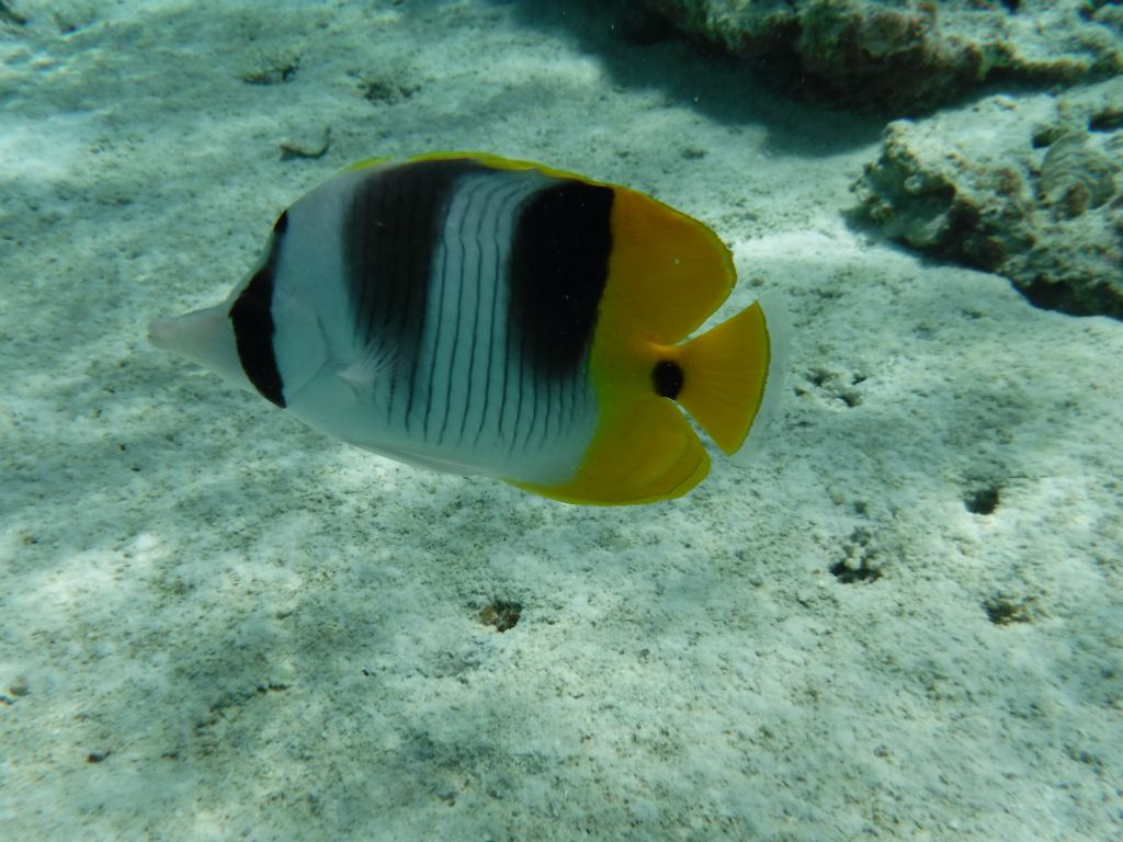 Four pictures of Pacific double-saddle butterflyfish, which are quite beautiful: