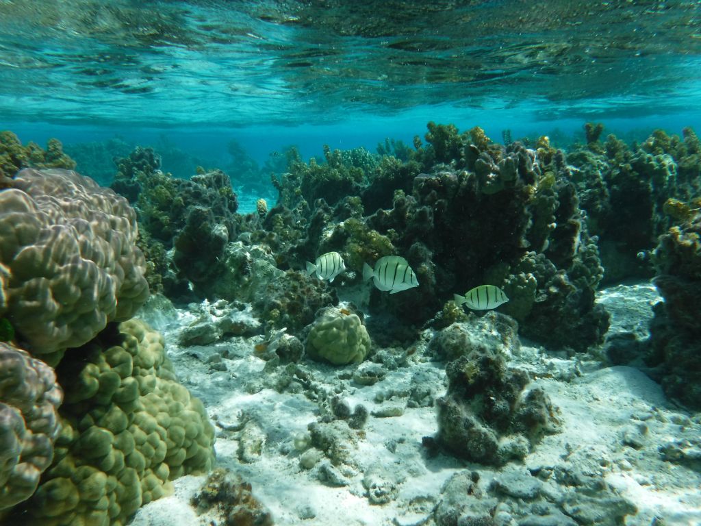 Two pictures of Convict surgeonfish.  These fish have a blade-like tail in the spine which is as sharp as a surgeon's scalpel, so caution is in order when swimming near them: