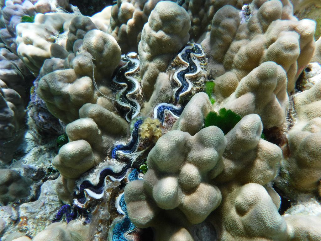 At least five Maxima Clams of different colors can be seen here: