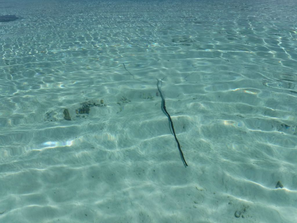Stingrays can bury themselves underneath sand.  Thus, caution is in order while snorkeling and especially while walking through the lagoon: