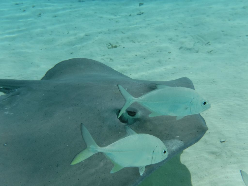 A Stingray with two fish passing by in the water: