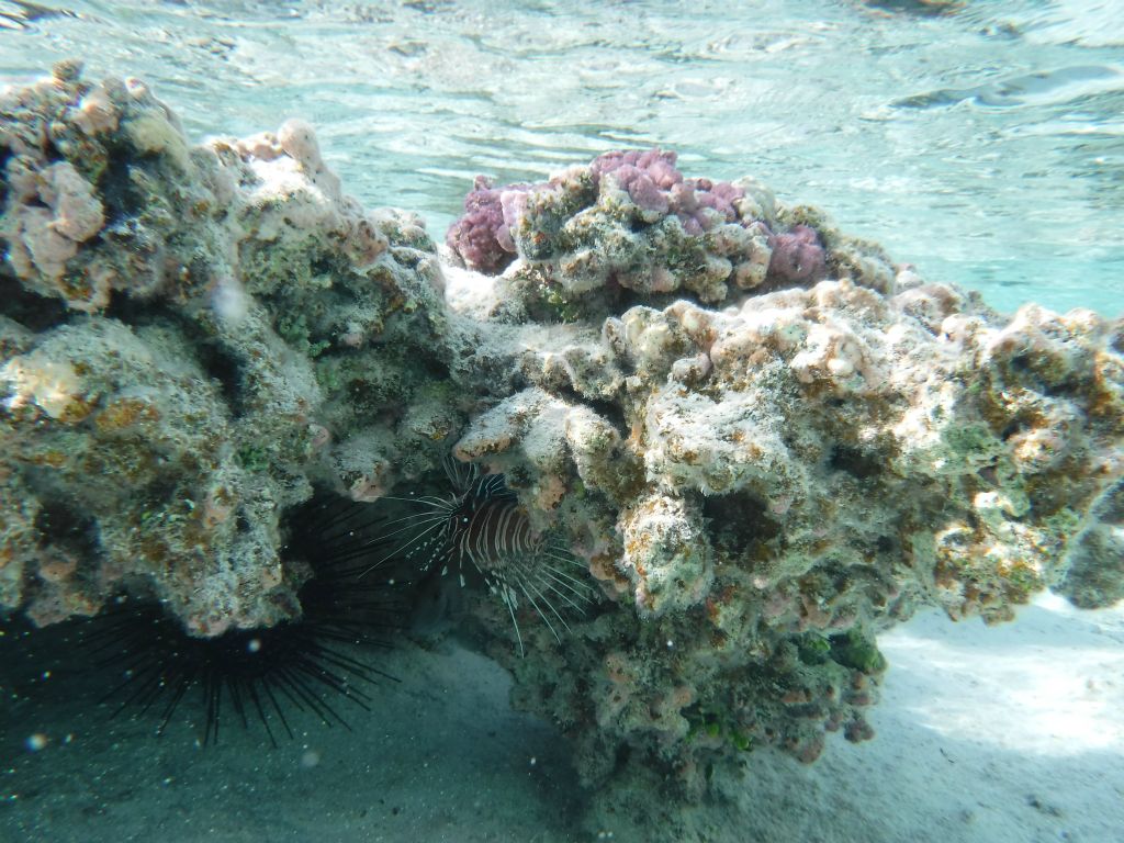 While snorkeling on the ocean side of Motu Auira, I came across this Sea Urchin and dangerous Spotfin Firefish (or lionfish):