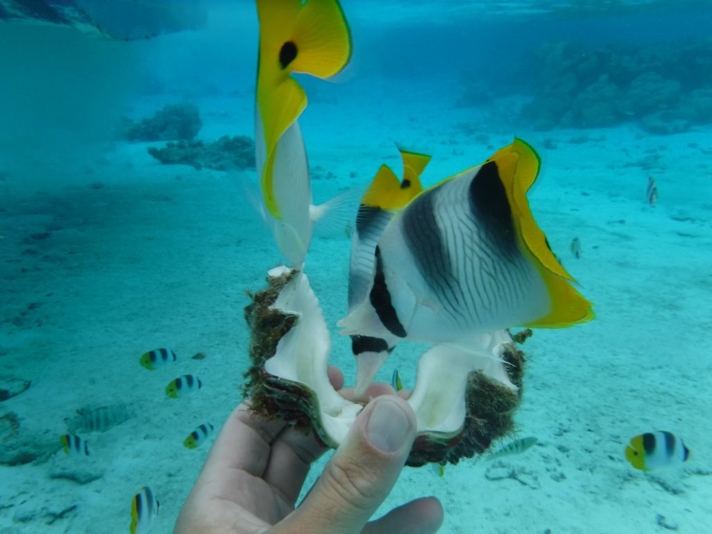 These fish (as well as most others) can be attracted to you by offering food: