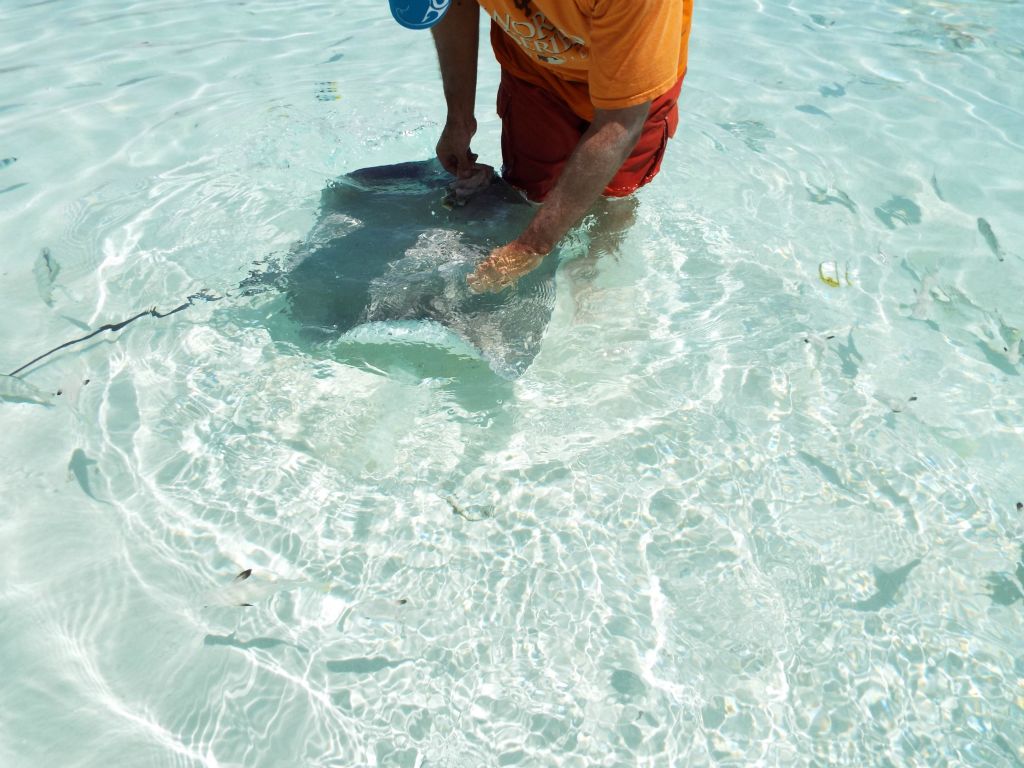 The next three pictures show me feeding chunks of fish to the Stingrays: