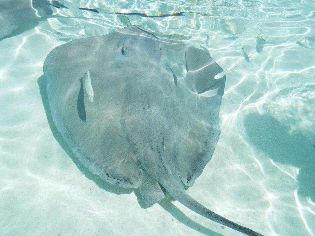 Locals had removed the barbs from the tails of these wild Stingrays, otherwise feeding them would have been dangerous: