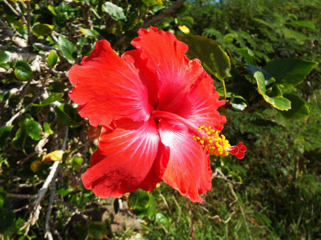 Red Hibiscus flowers were blooming nearby as well: