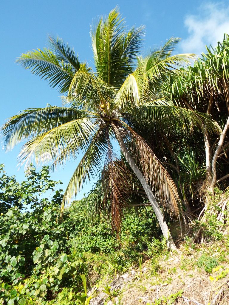 A coconut tree which is far enough up the hillside to be safe from Maupiti's coconut crabs: