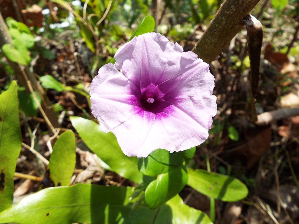 Morning Glory (or Ipomoea) wildflowers also stood out during this hike, as seen in the next two pictures: