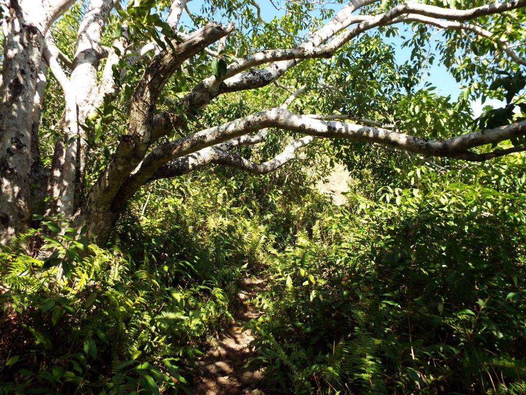 Shaded areas of the trail were a welcome sight at the lower elevations: