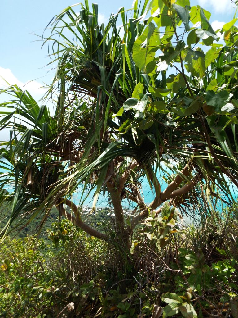 Tahitian Screwpine trees were growing at the higher elevations: