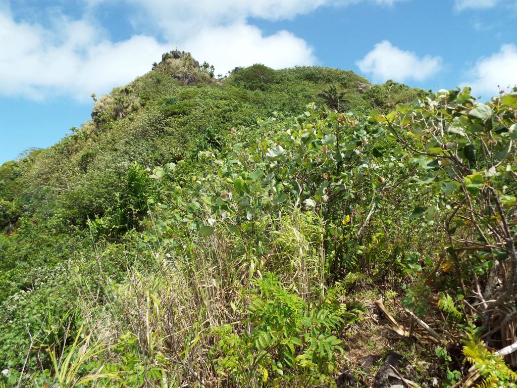 Looking straight up at the summit which we are now drawing close to: