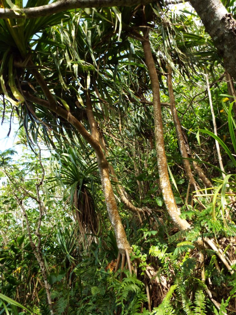 The next three pictures showcase some of the trail terrain located in between the top of the large rock outcropping and the summit of Mt. Teurafaatiu: