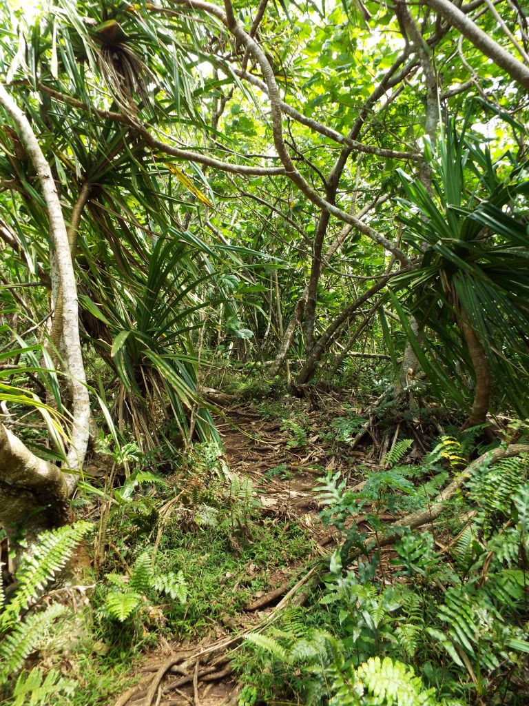 Tahitian Screwpines were lining both sides of the trail: