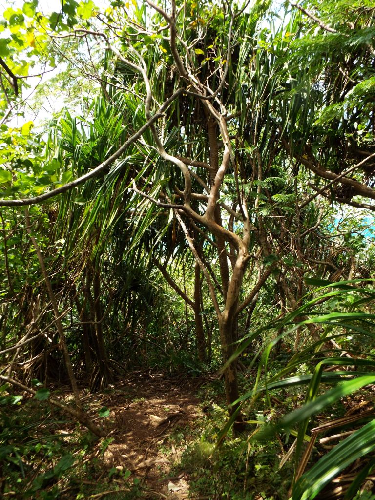 If Tahitian Screwpines look similar to some of the trees seen on my Hawaii reports, that's because they are known as Hala trees in Hawaii: