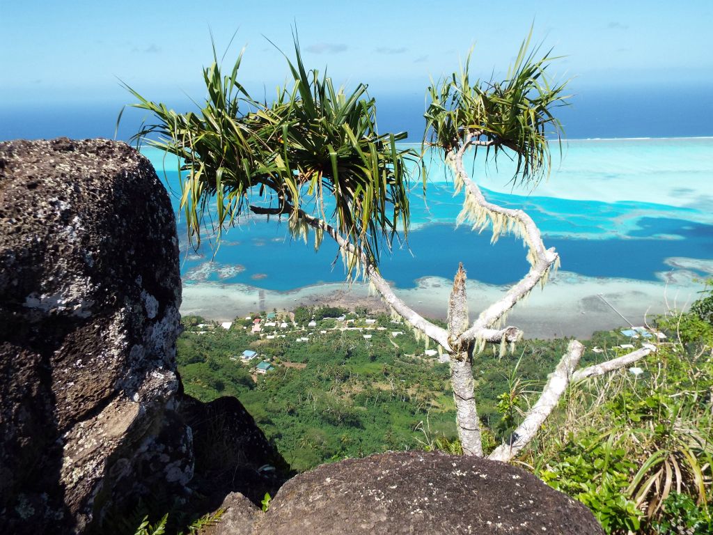 This small Tahitian Screwpine is growing right below the summit block: