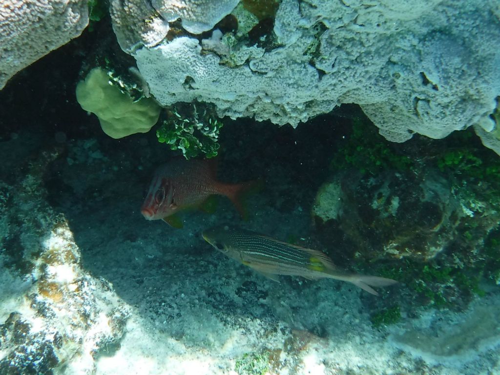 Two fish hiding out underneath coral while I swam by: