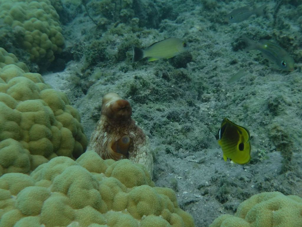 I managed to capture this photo of an octopus watching me (lower left corner):