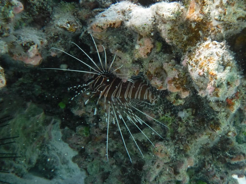 A close-up of the Spotfin Firefish, which has venomous spiny dorsal fins: