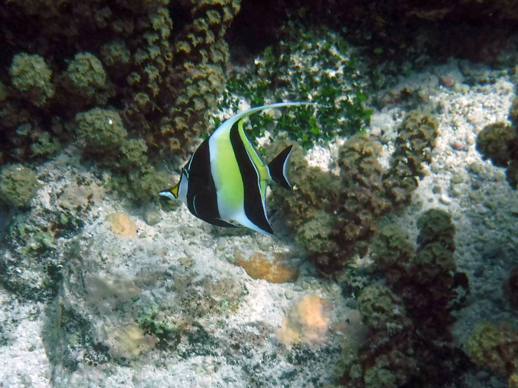 Moorish Idols are some of the prettiest of the tropical fish: