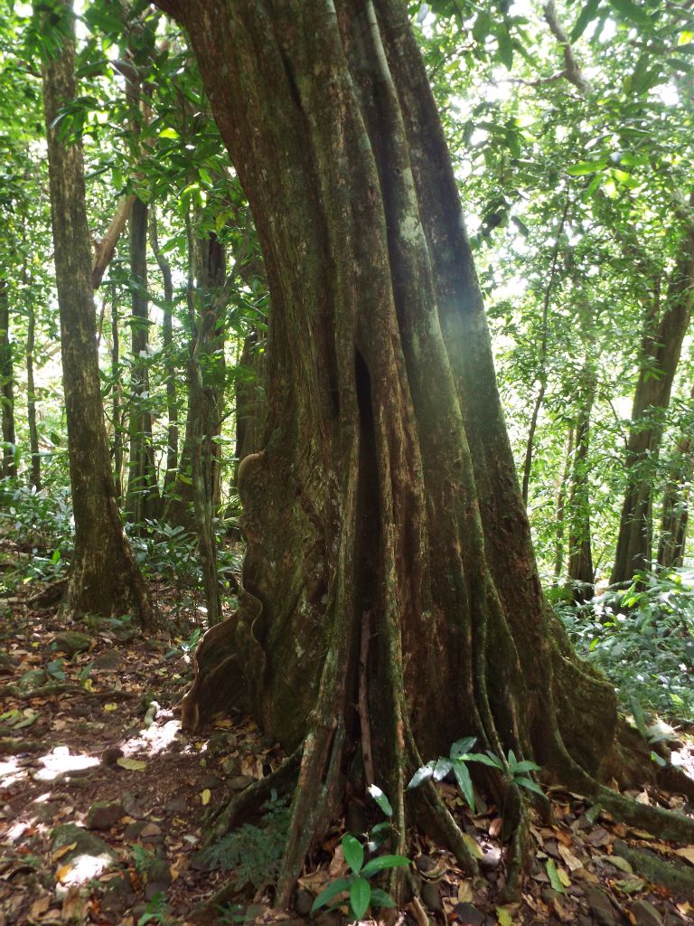 Much like the neighboring Three Coconuts trail, this hike is all about the plants and trees: