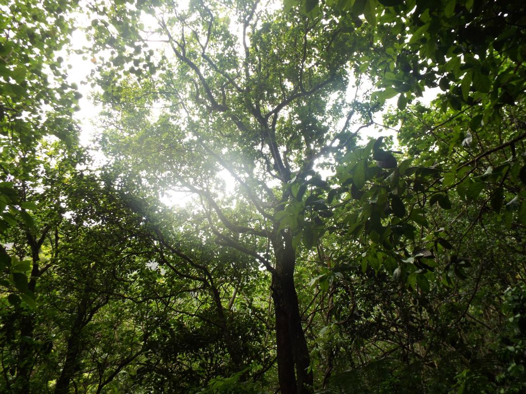 A thick canopy above blocks out much of the direct sunlight: