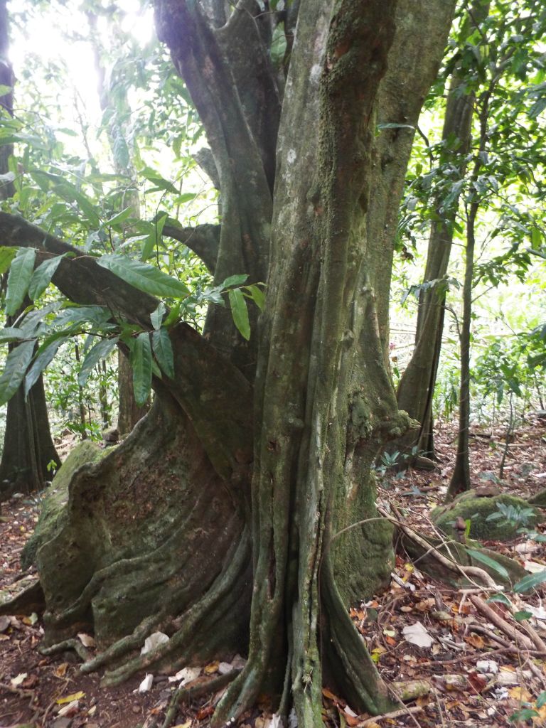 Two examples of Tahitian chestnut trees along the downhill part of the trail: