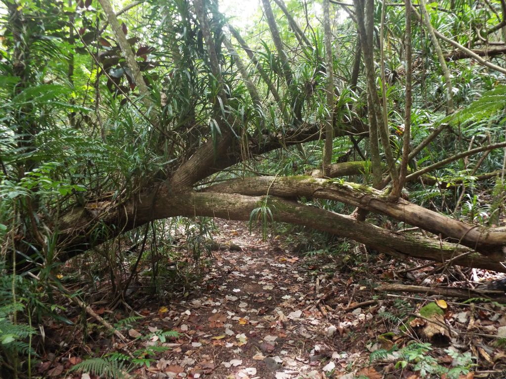 A huge tree has fallen over the trail, creating an obstacle to crawl under: