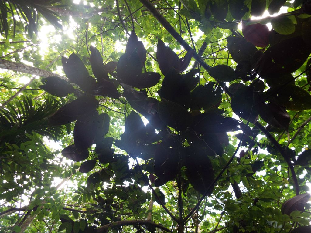 While looking up, take note of the great variety of leaves from different trees: