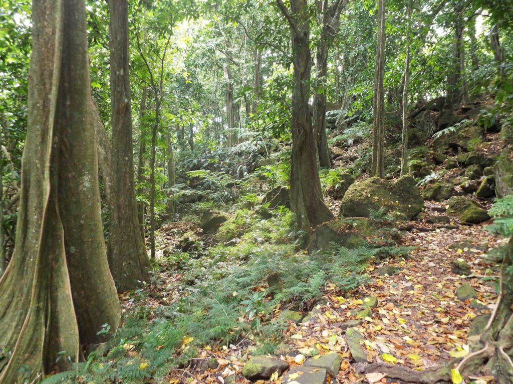 There are areas along the trail where massive boulders have rolled down the hillside from above, as seen in the next two pictures: