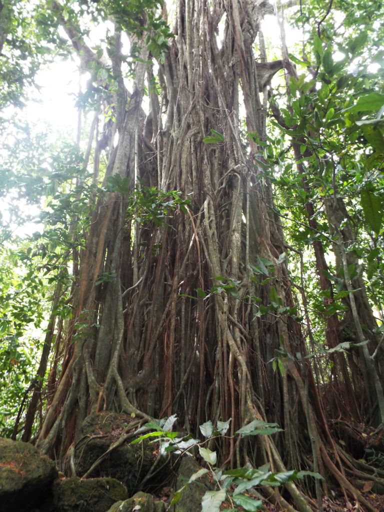 Checking out this Banyan tree is one of the highlights of the forest portion of the hike: