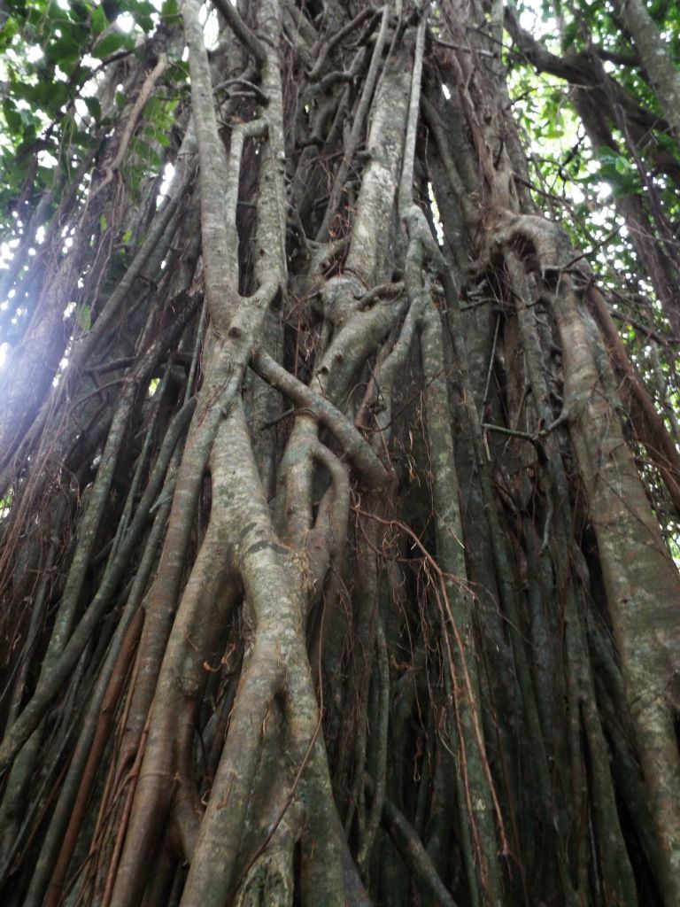 A closer look at the aerial prop roots of the Banyan which become secondary trunks: