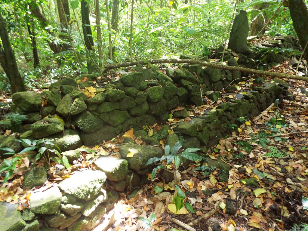 Two pictures showing ancient foundation and wall ruins located along the trail.  There is quite a bit of archaeological history in Opunohu Valley which brings researchers from all over the world: