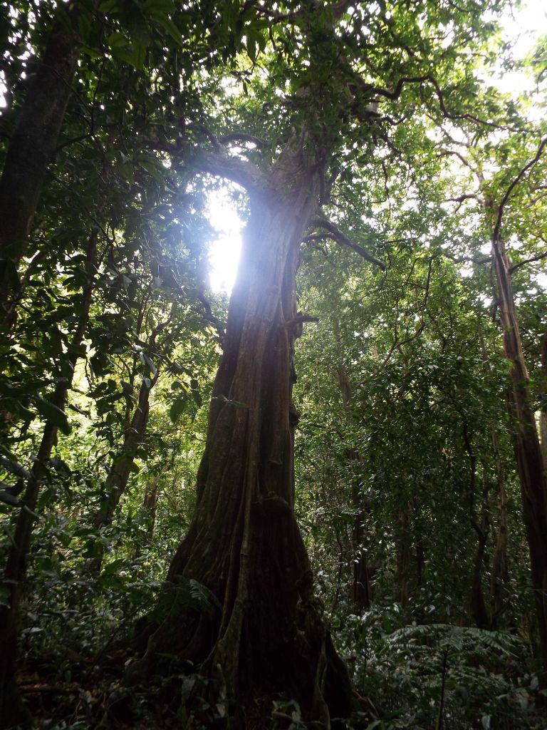 Tahitian chestnut trees can grow quite tall in the forest: