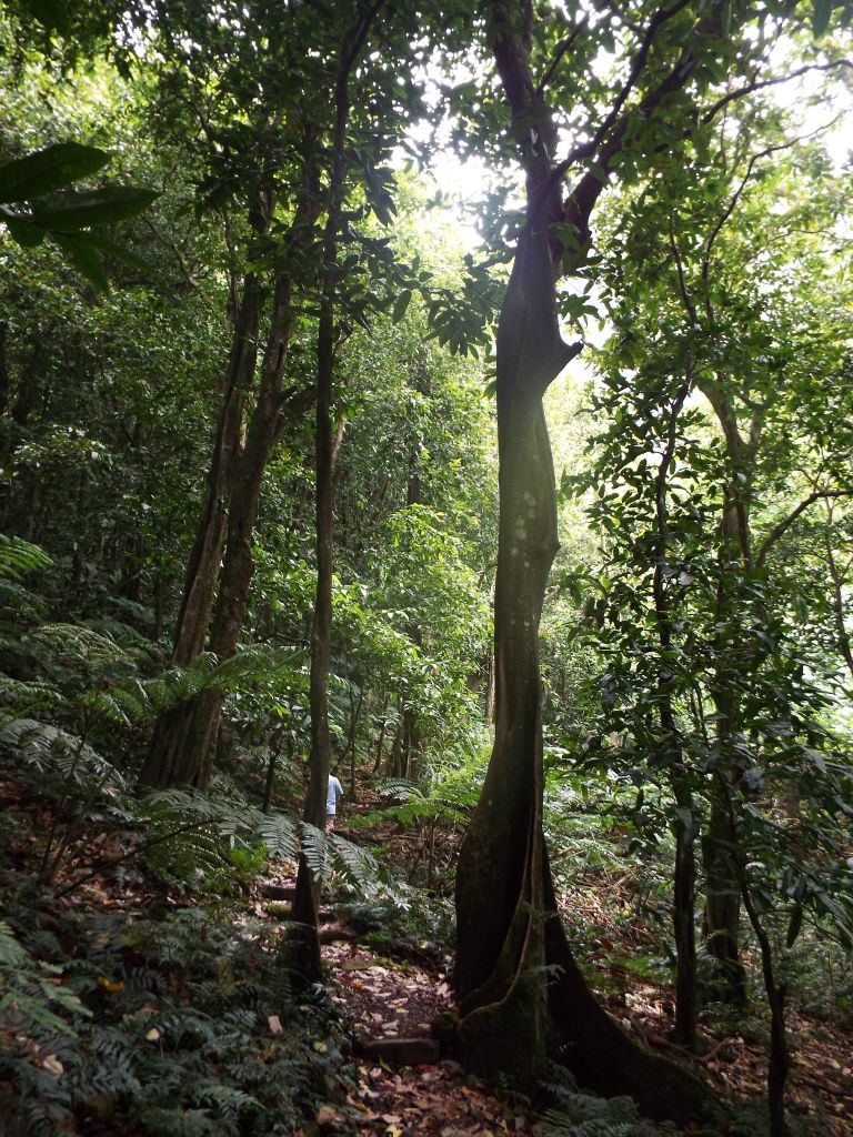 The shape of this tree is so irregular and thin as it extends up from the ground: