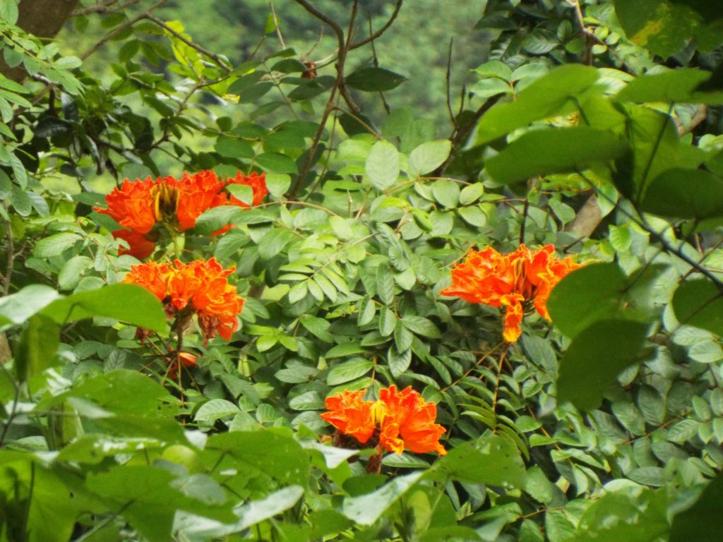 African tulip trees with their beautiful orange-red flowers in bloom: