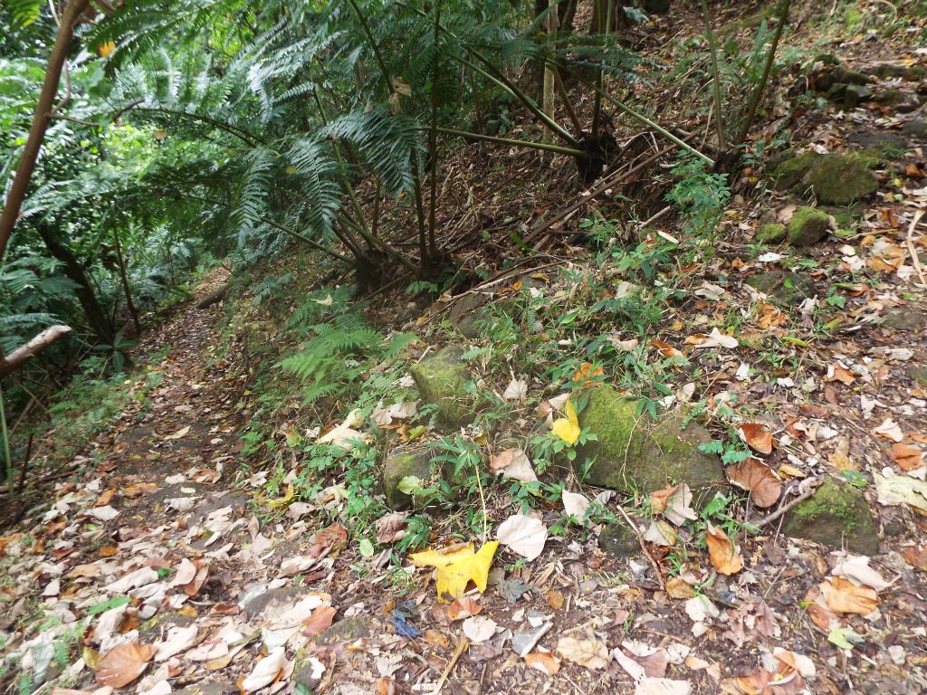 The trail had switchbacks during the last portion which climbed steeply up the hillside: