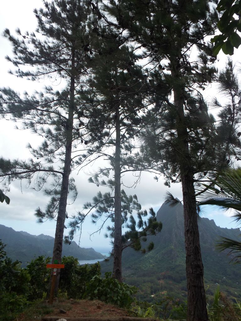 The narrow path shortly arrives at a lookout point with three tall pine trees: