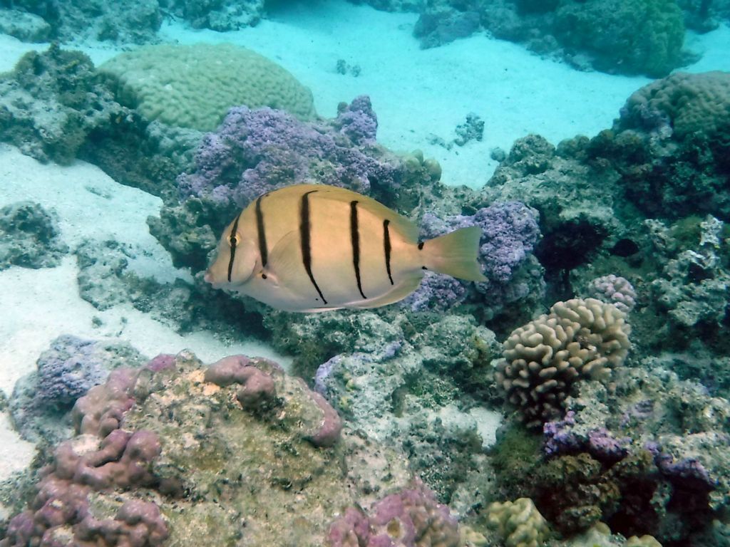 Spotting a Convict surgeonfish swimming by.  These fish can be slightly dangerous as they have a blade-like tail in the spine: