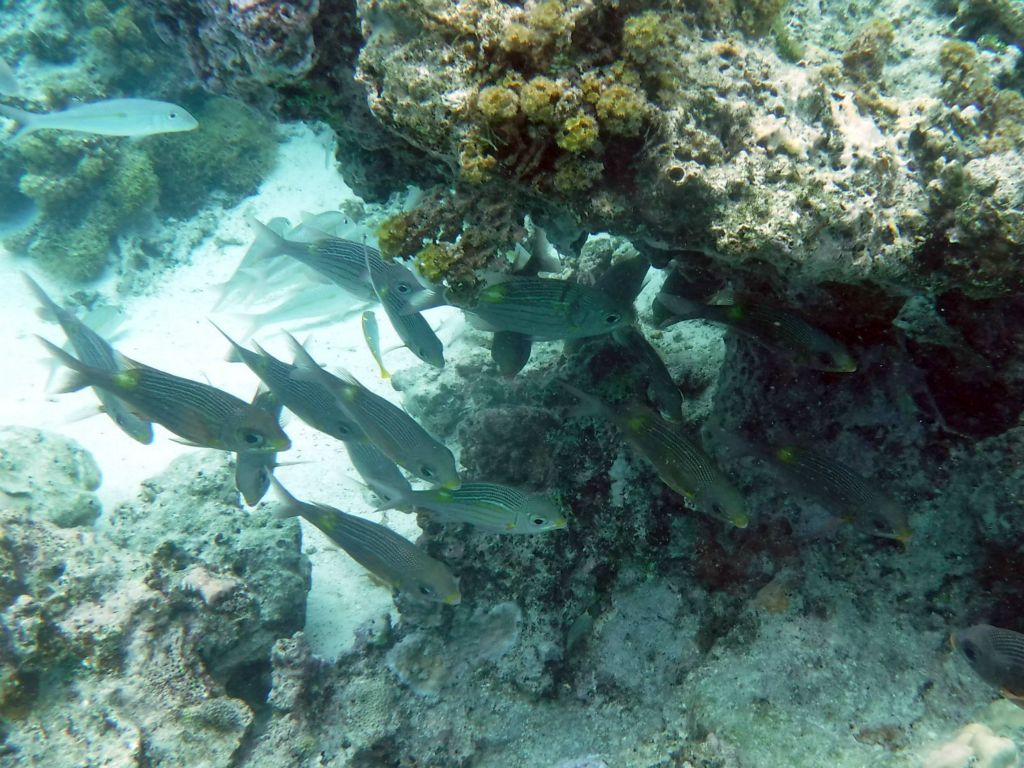 A group of snapper fish, but I'm not sure what specific type: