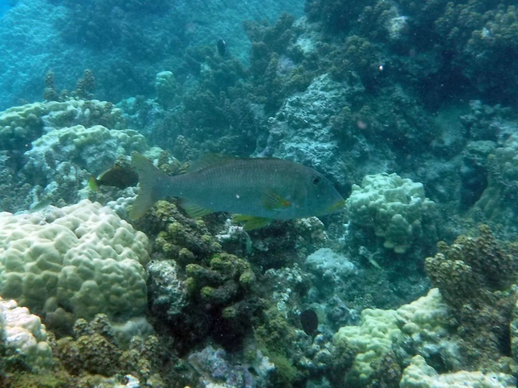 An unidentified fish swimming past some coral: