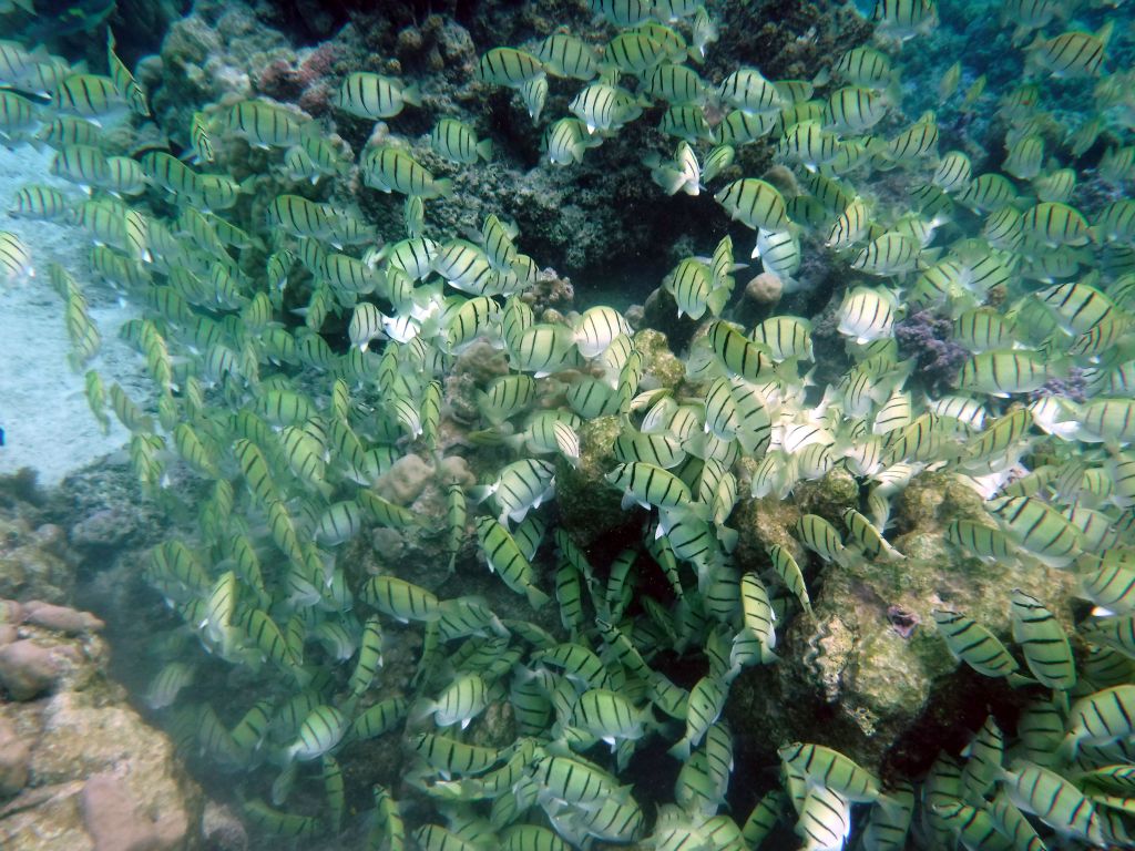 Two pictures of a large school of Convict surgeonfish that I swam along with for a while: