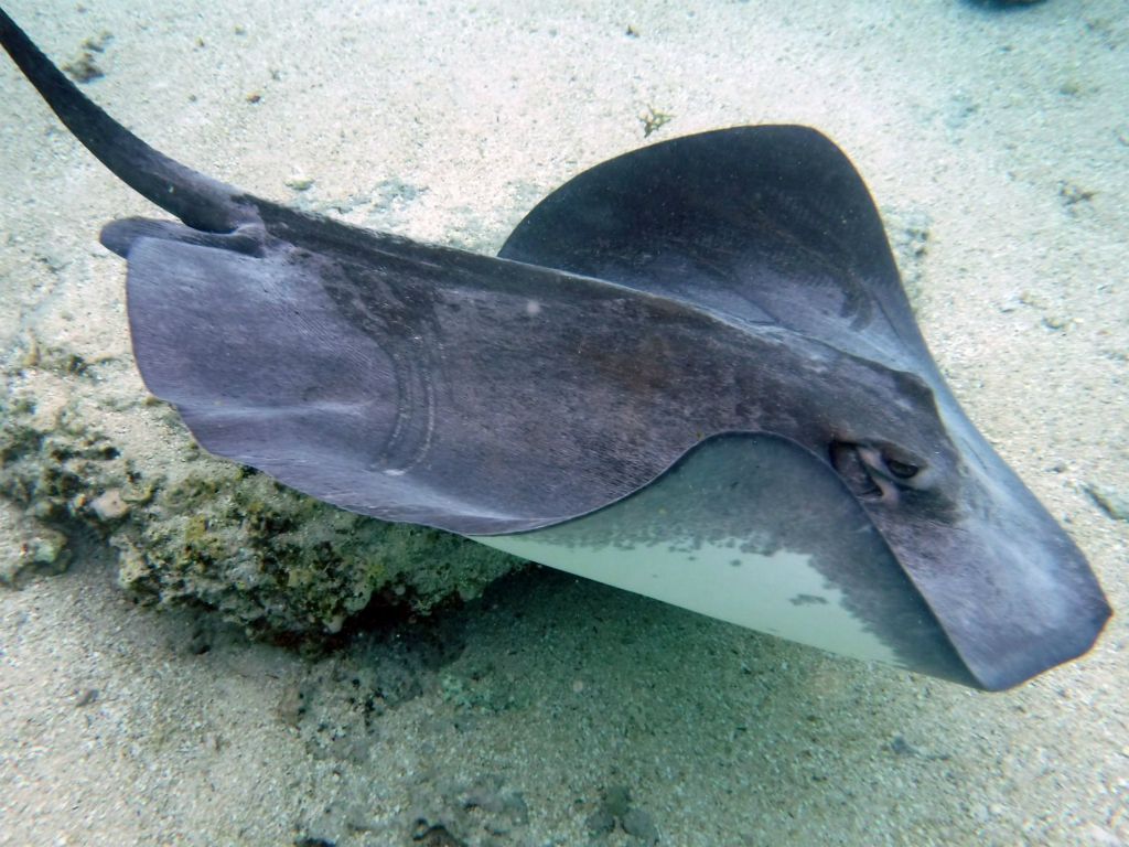 Sting rays were also swimming through the area: