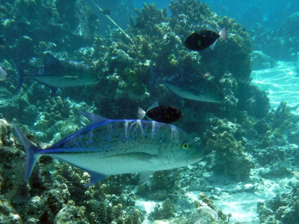 Our bonus snorkeling photos start out with Bluefin Jack (or Bluefin Trevally), which are the larger blue fish seen here.  The smaller black fish are Pinktail triggerfish: