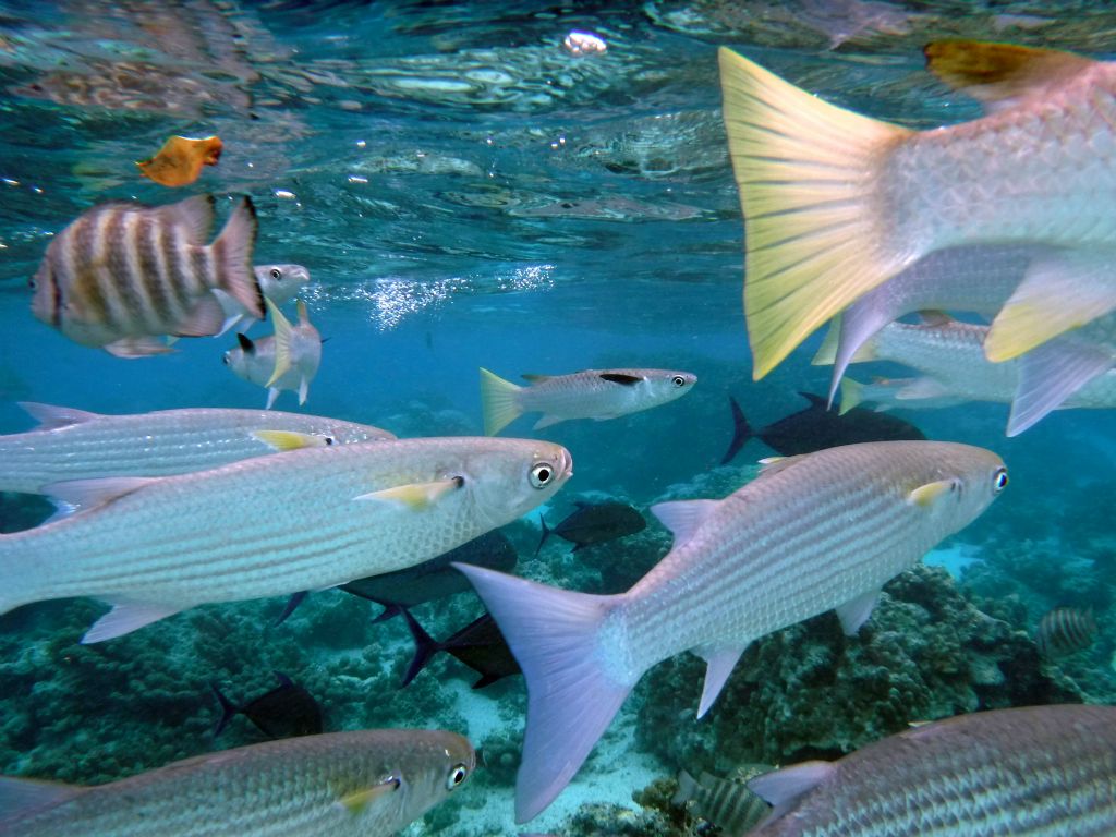 A variety of fish swimming right in front of me in the water: