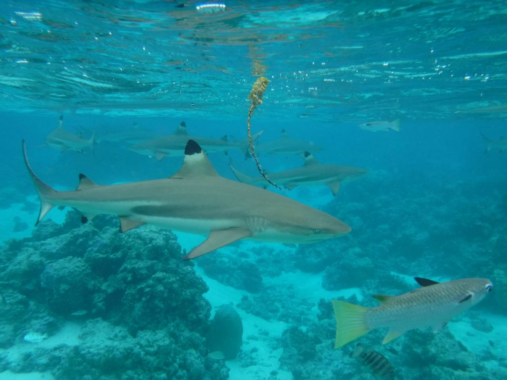 I can count 7 Blacktip reef sharks in this picture.  At one point, I counted 18 swimming around me: