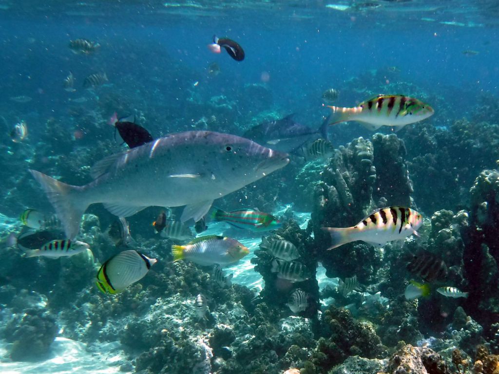 I captured a picture of a beautiful Vagabond butterflyfish (fish with a yellow and black tail seen beneath the anal fin of the large fish above it):